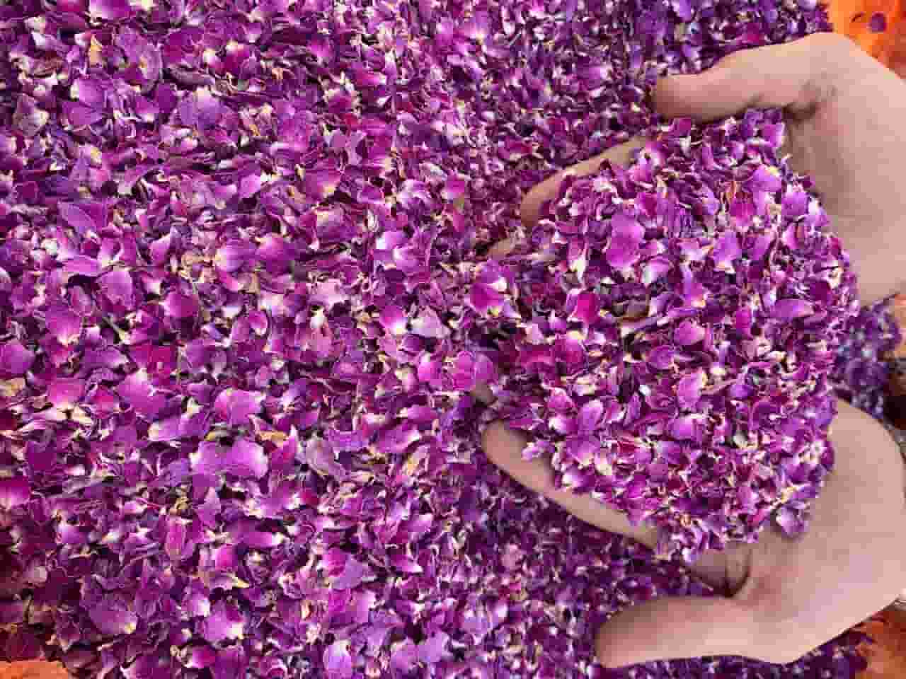 تصویر 3 از خرید و قیمت غنچه گل محمدی لوکس + فروش صادراتی